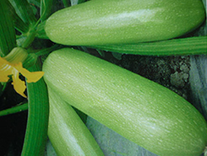 �к�12̖(h��o)�������J�N��-�A�S�N�I(y��)