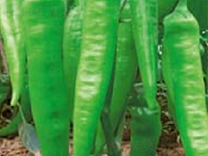 �н���̖-�����N��-�A�S�N�I(y��)