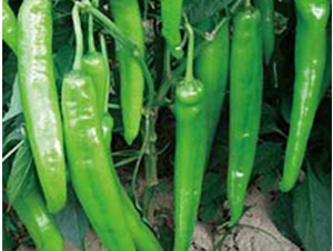 �Ё�208-�����N��-�A�S�N�I(y��)