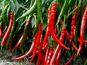 �t��2̖-�����N��-�A�S�N�I(y��)