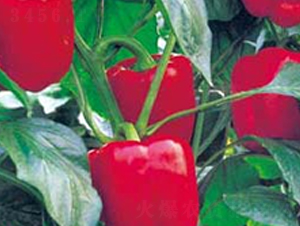 �t�Ƕ�̖-�����N��-�A�S�N�I(y��)