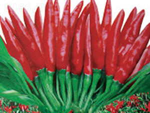 ʥ�t1̖-�����N��-�A�S�N�I(y��)