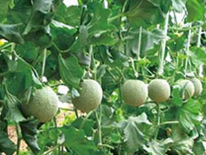 ������̖-��ϷN��-�A�S�N�I(y��)