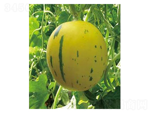 �����S����-��ϷN��-�A�S�N�I(y��)