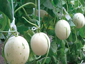 ���������-��ϷN��-�A�S�N�I(y��)