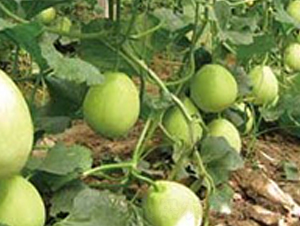 ����268-��ϷN��-�A�S�N�I(y��)