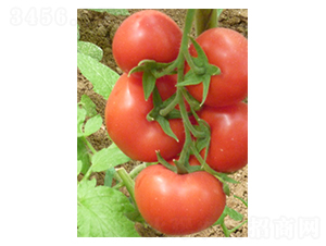 �t�ڶ�̖(h��o)-���ѷN��-�A�S�N�I(y��)