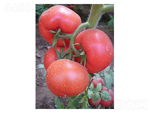 �t��3̖(h��o)-���ѷN��-�A�S�N�I(y��)