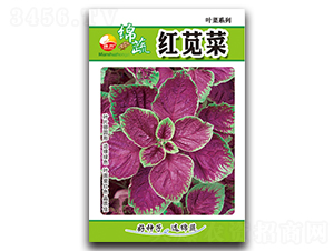 �t�{��-�t�{�˷N��-�d�߷N�I(y��)