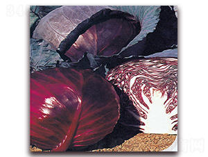 ���t2̖-���{(l��n)�N��-��֮�W