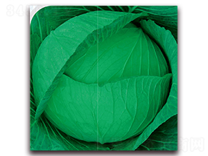 ����-���{�N��-��֮�W