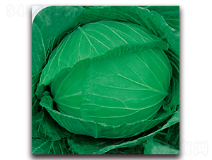 ����50-���{�N��-��֮�W