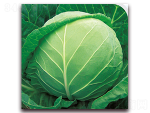 ����-���{�N��-��֮�W