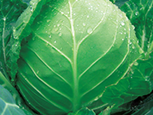 �����O����-���{�N��-��֮�W