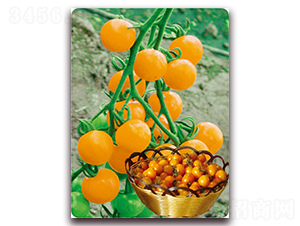 ��̫�-���ҷ��ѷN��-��֮�W