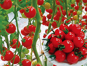 �t�L�-���ҷ��ѷN��-��֮�W