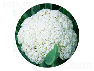 ��ѩ90-��Ҭ�˷N��-��֮�W