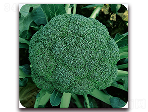 �G�x60-���m���N��-��֮�W