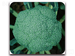 �G�x70-���m���N��-��֮�W