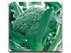 ����95-���m���N��-��֮�W