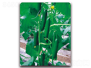 ���W7̖-�S�ϷN��-��֮�W