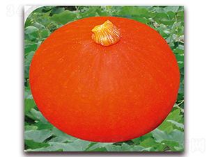 �F�t-�ϹϷN��-��֮�W