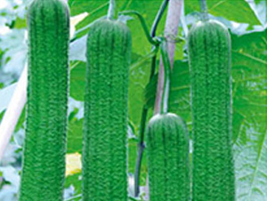 ���Ѹ������-�z�ϷN��-���؈@ˇ