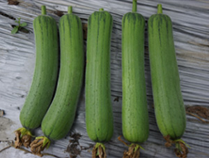 ��(chu��ng)����̖-�z�ϷN��-���؈@ˇ