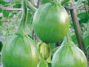 �������S-�ϹϷN��-���؈@ˇ