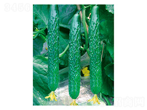 ����13̖-�S�ϷN��-���؈@ˇ