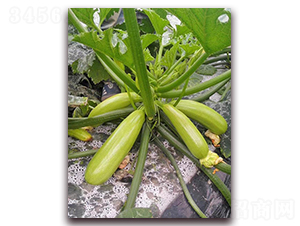 ʥ���_-�����J�N��-���_