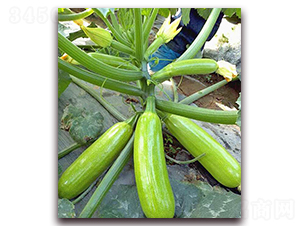 �P����-�����J�N��-���_