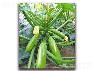 �����W-�����J�N��-���_