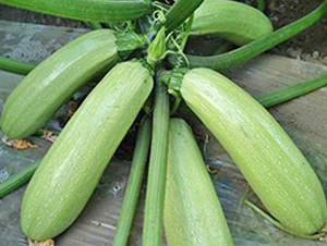 �P�R-�����J�N��-���_