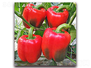 �t��2̖-�����N��-���_