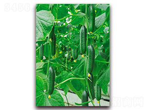 �G��2̖(h��o)-�S�ϷN��-���_(d��)