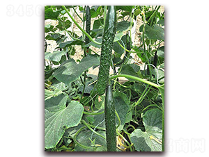 ������-�S�ϷN��-���_(d��)