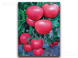 ������-��TY���ѷN��-���_