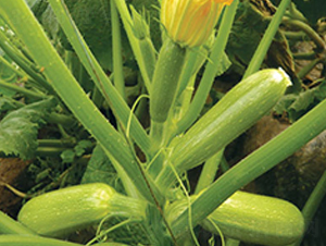 �f(w��n)��-�����J�N��-����r(n��ng)�I(y��)