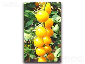 �ļ��L(f��ng)��-����С���t���N��-���_(d��)