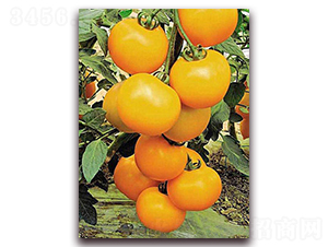 �Sɫ����-����С���t���N��-���_(d��)