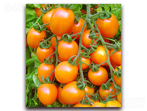 ���G����-����С���t���N��-���_(d��)