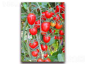 ����-����С���t���N��-���_(d��)