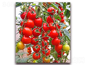 ���Z-����С���t���N��-���_(d��)