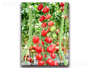 ���_(d��)2̖(h��o)-����С���t���N��-���_(d��)