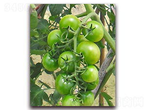 �̾G��1̖(h��o)-����С���t���N��-���_(d��)