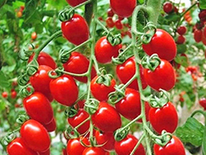 �t�_(d��)2̖(h��o)-����С���t���N��-���_(d��)