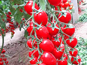 �t�_(d��)1̖(h��o)-����С���t���N��-���_(d��)