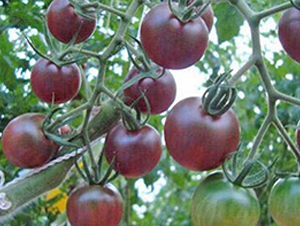 �ڌ�܊-����С���t���N��-���_(d��)