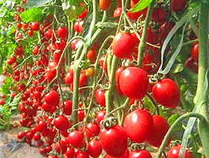 ���_(d��)1̖(h��o)-����С���t���N��-���_(d��)